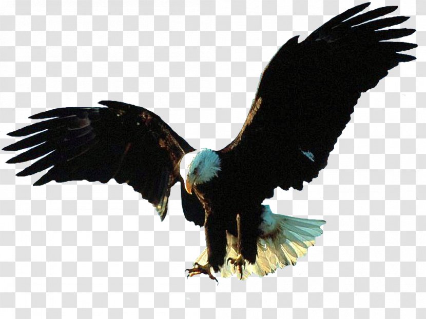 Bald Eagle Bird Flight - Flying And Gliding Animals - Big Transparent PNG