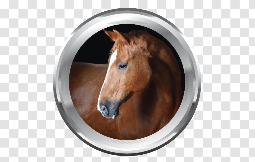 Icelandic Horse Horses Mane Photography Royalty-free - Cabal Transparent PNG