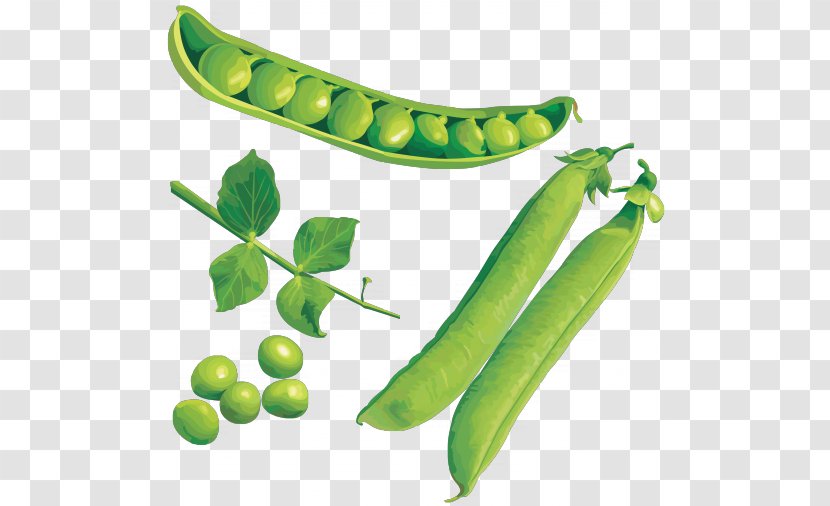 Pea Vegetable Clip Art - Lima Bean Transparent PNG