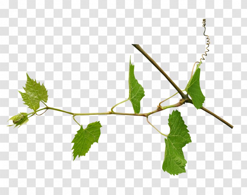 Image Leaf Grapevines Design - Designer Transparent PNG