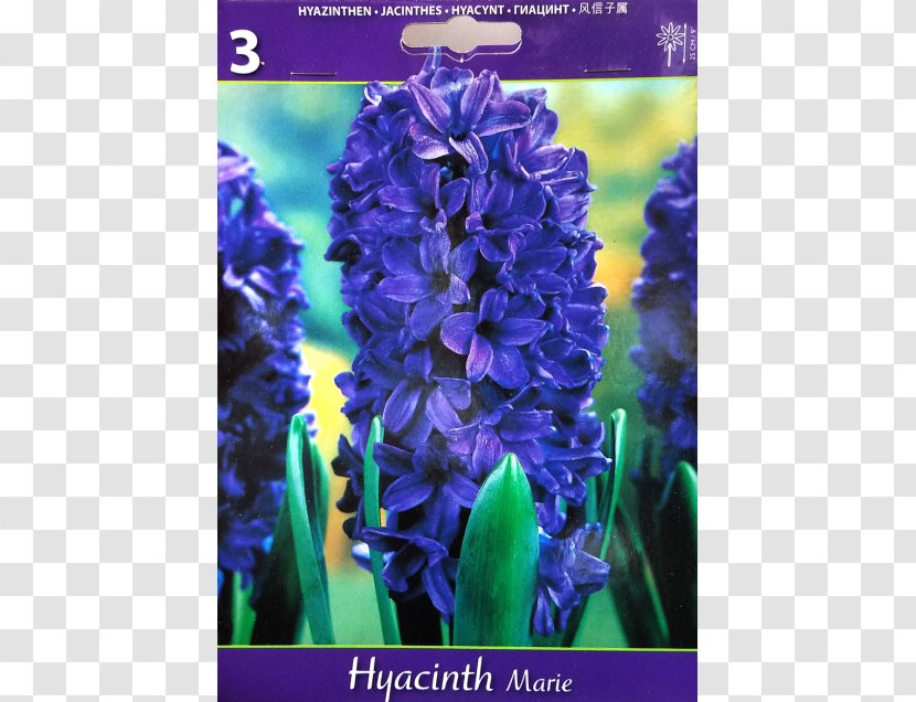 English Lavender Hyacinth Violet Larkspur Common Sage - Flower Transparent PNG