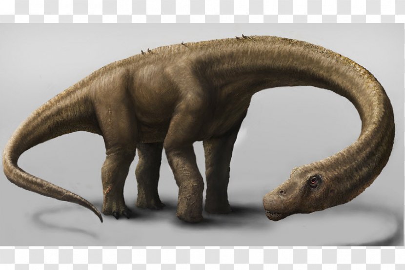 Dinosaur Size Dreadnoughtus Turiasaurus Tyrannosaurus - Stegosaurus Transparent PNG