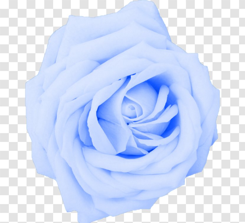Desktop Wallpaper Flower Rose 1080p High-definition Television - Highdefinition Video - Blue Transparent PNG