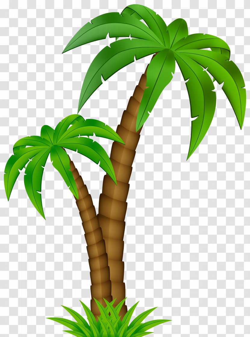 Palm Trees Clip Art Vector Graphics Image - Flowering Plant - Coconut Transparent PNG