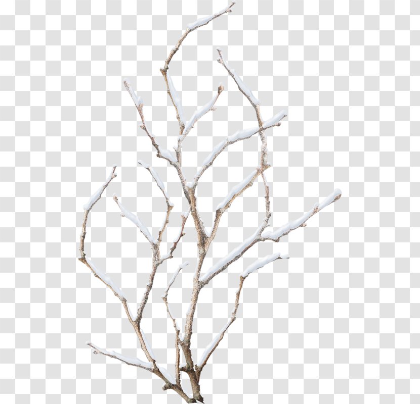 Twig Branch Photography Clip Art - Black And White - Tree Transparent PNG