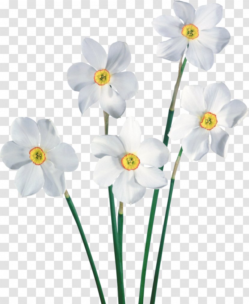 Flower Narcissus Common Daisy Clip Art - Plant Stem - White Transparent PNG