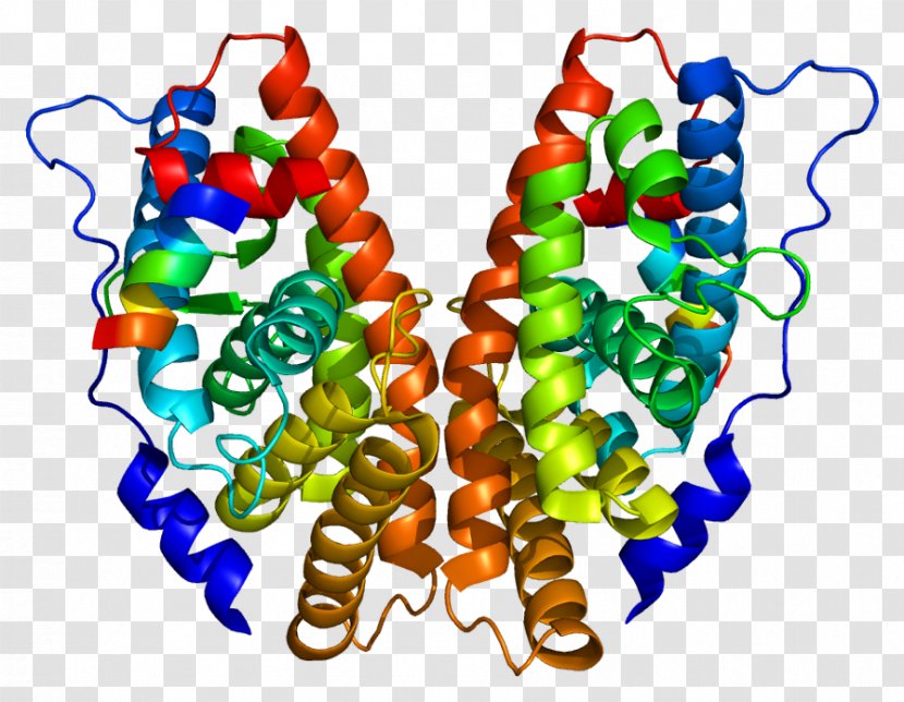 Estrogen-related Receptor Gamma Estrogen Bisphenol A - Cartoon - Frame Transparent PNG