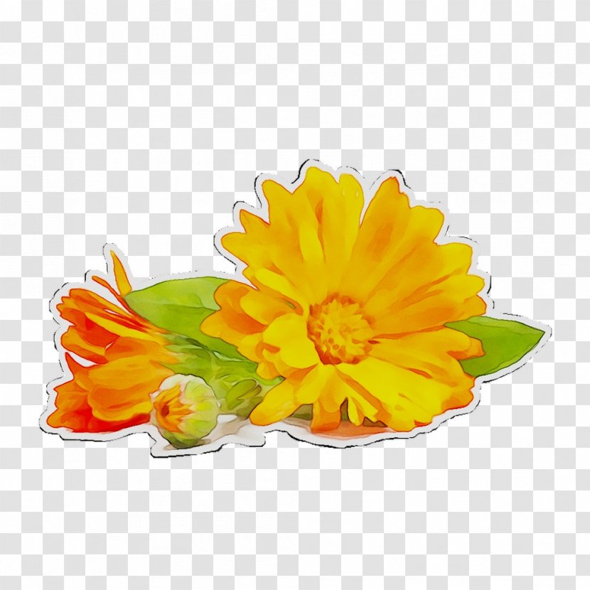 English Marigold Lotion Cream Skin Moisturizer - Chrysanths - Petal Transparent PNG