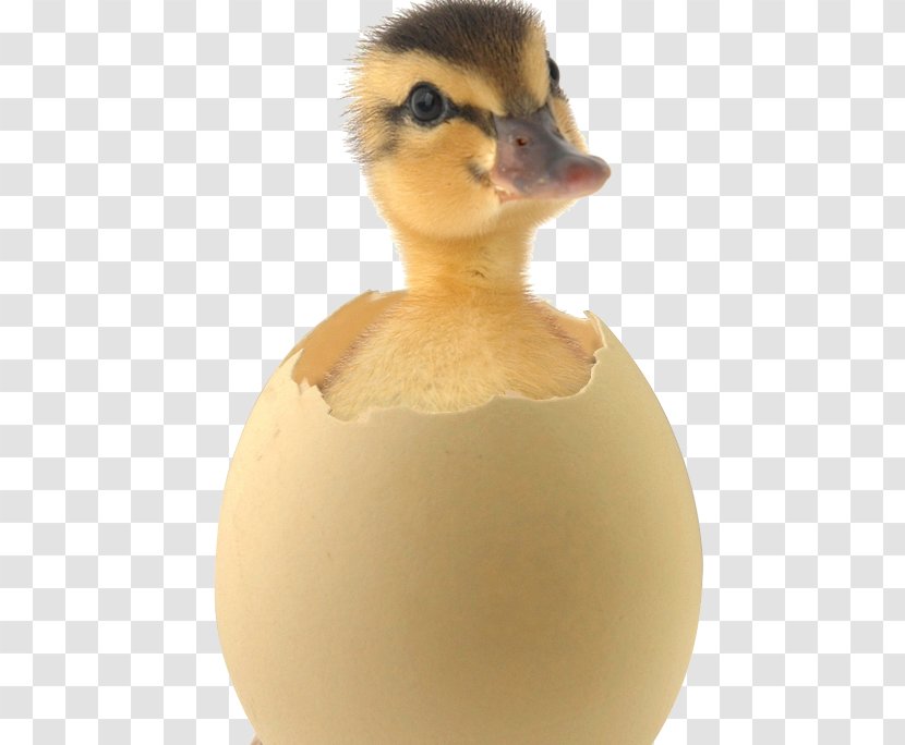 Salted Duck Egg Mallard Incubation Muscovy - Decoy Transparent PNG
