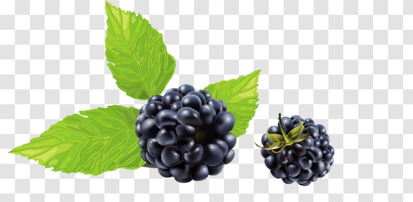 Blackberry Frutti Di Bosco Clip Art - Raspberry Transparent PNG