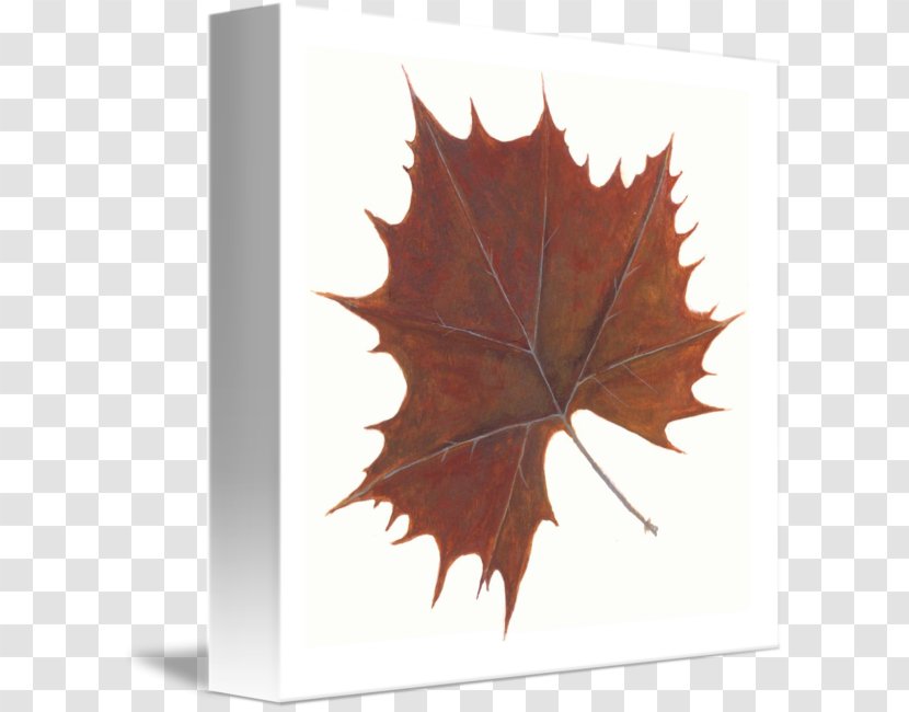 Maple Leaf Transparent PNG