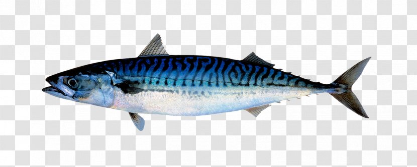 Seafood Background - Pollock - Herring Milkfish Transparent PNG
