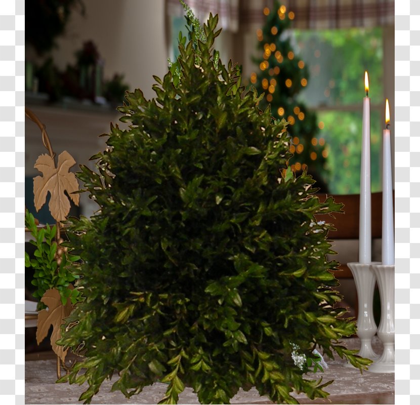 Spruce Fir Christmas Tree Evergreen Shrub - Small Fresh Style Wreath Transparent PNG