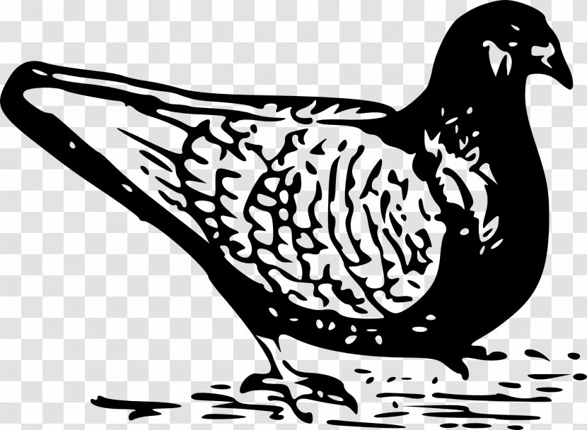 Columbidae Domestic Pigeon Bird Clip Art - Flying Transparent PNG