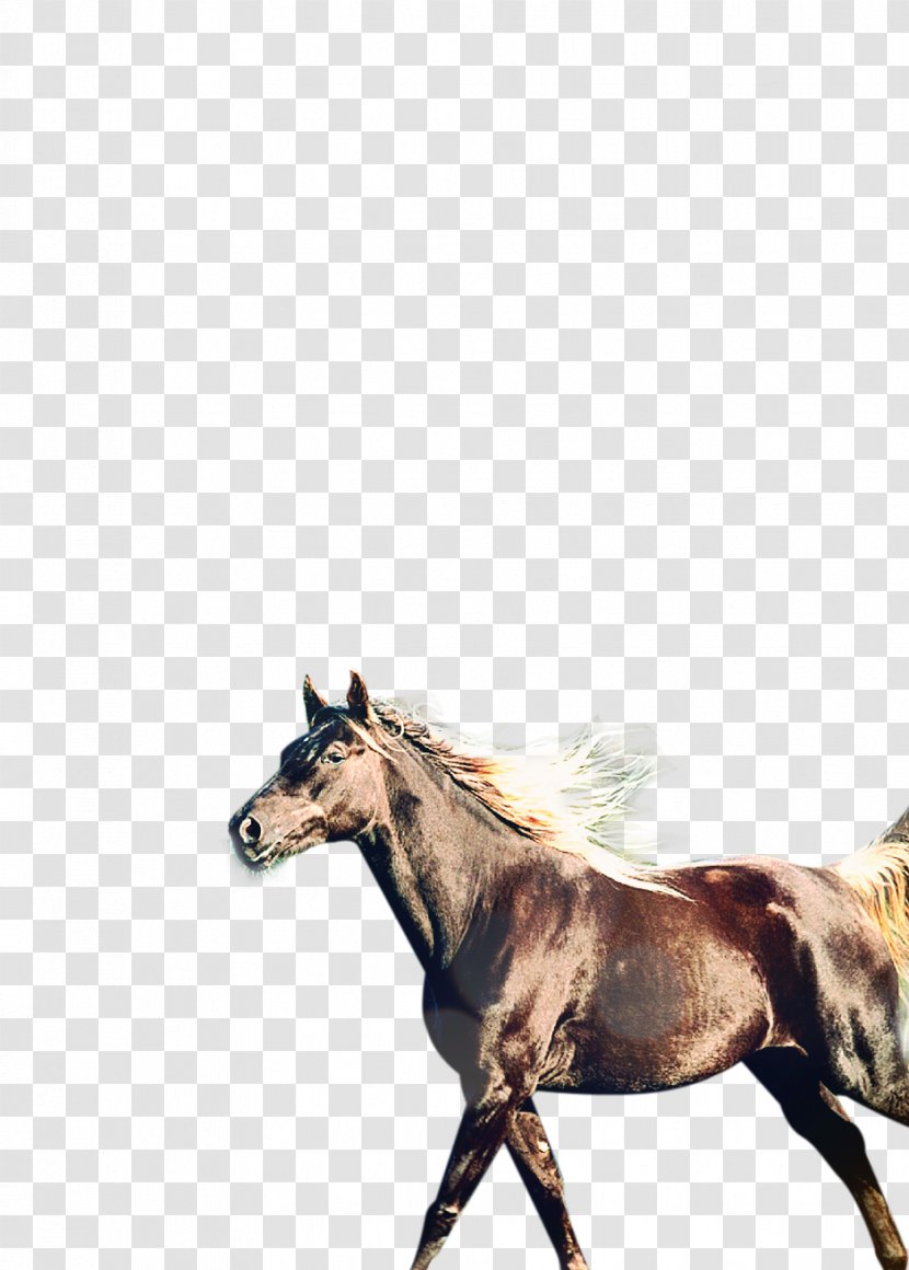 Mercedes-Benz S-Class Horse Car Computer File - Tack - Animal Transparent PNG