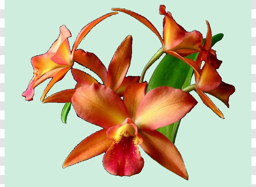 Cattleya Orchids Cut Flowers Moth Petal - Flowering Plant - Flower Transparent PNG