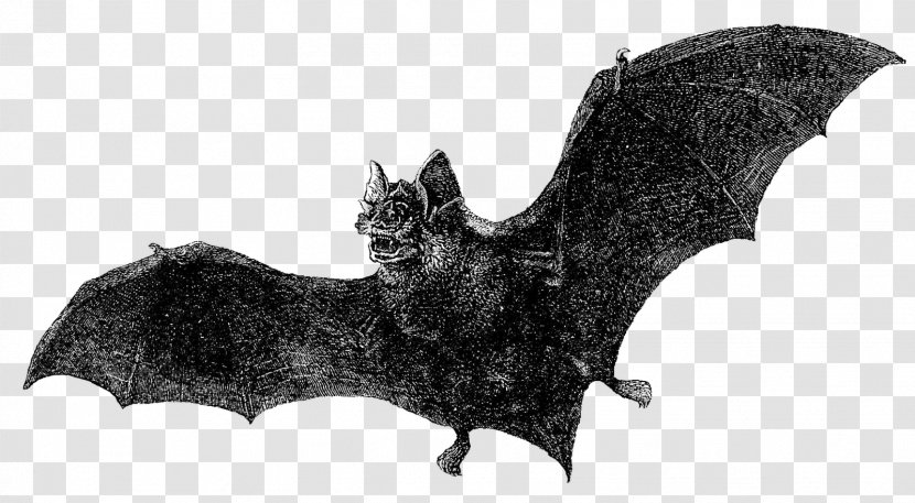 Dracula Bat Vintage Clothing Book - Etsy Transparent PNG