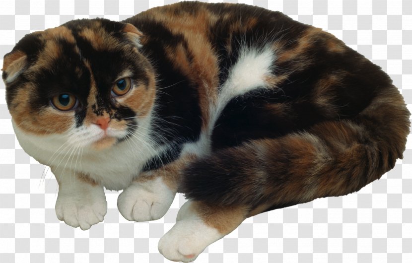 Whiskers Manx Cat American Wirehair European Shorthair Kitten Transparent PNG