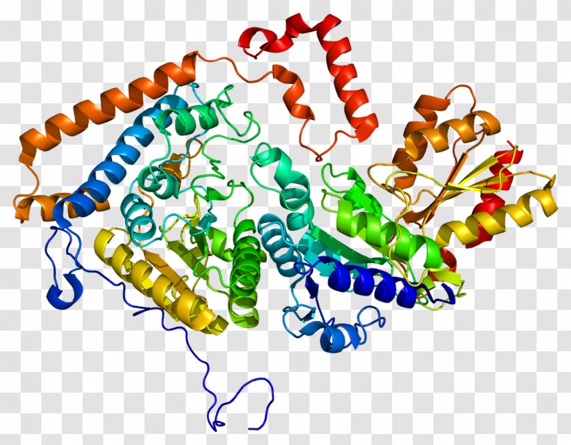 Branched-chain Alpha-keto Acid Dehydrogenase Complex BCKDHB BCKDHA Maple Syrup Urine Disease - Enzyme - Bckdha Transparent PNG