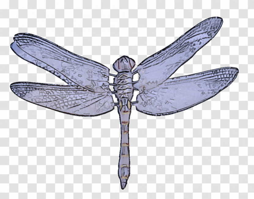Insect Dragonflies And Damseflies Dragonfly Wing Membrane-winged Insect Transparent PNG