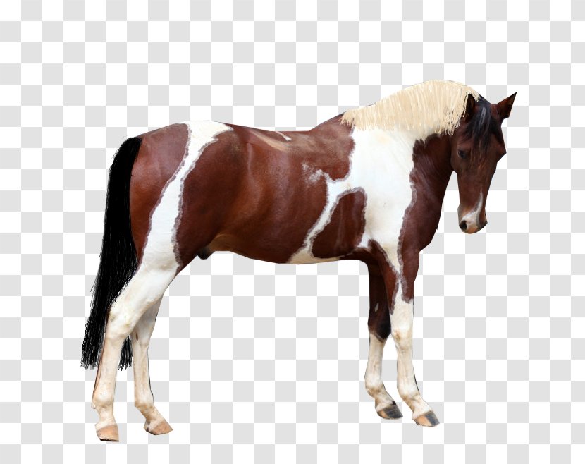 Mare Mustang Stallion Rein Colt - Horse Transparent PNG
