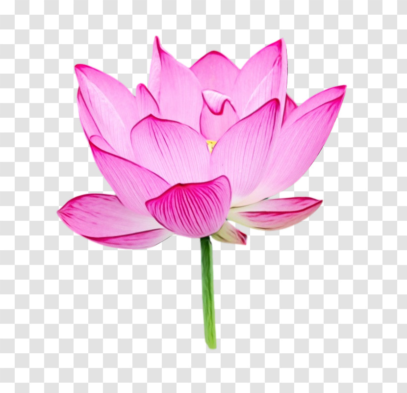 Plant Stem Sacred Lotus Cut Flowers Nelumbonaceae Petal Transparent PNG