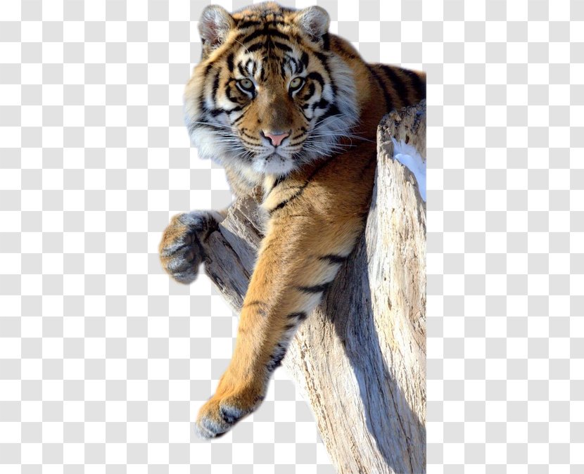 Lion Jaguar Black Panther Cat Bengal Tiger - Mammal Transparent PNG
