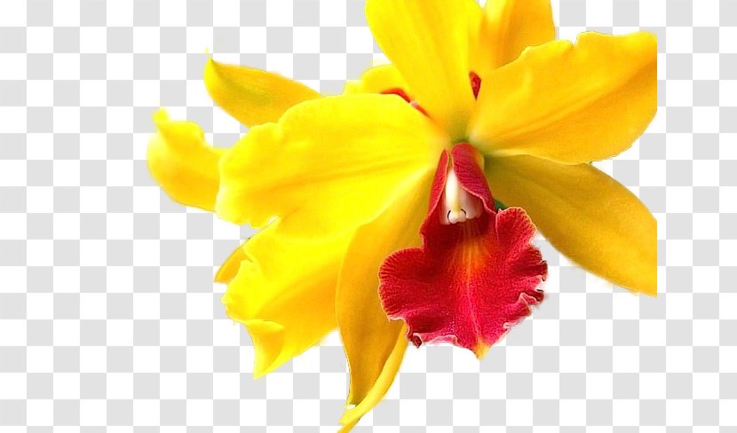 Orchids Flower Yellow Lily VK - Flowering Plant Transparent PNG