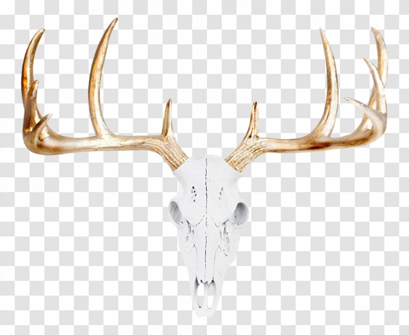 White-tailed Deer Bison Animal Skulls - Skull Mounts - Large Head Transparent PNG