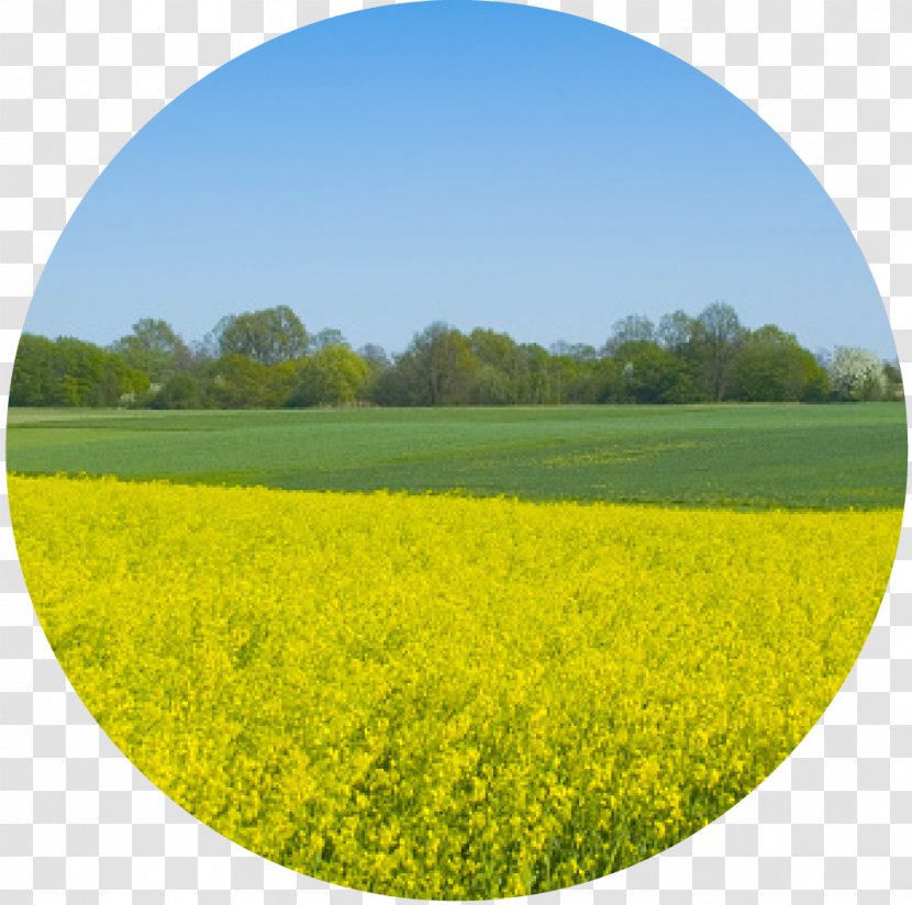 Pollen Allergy Energy Ragweed Canola - Mustard Transparent PNG