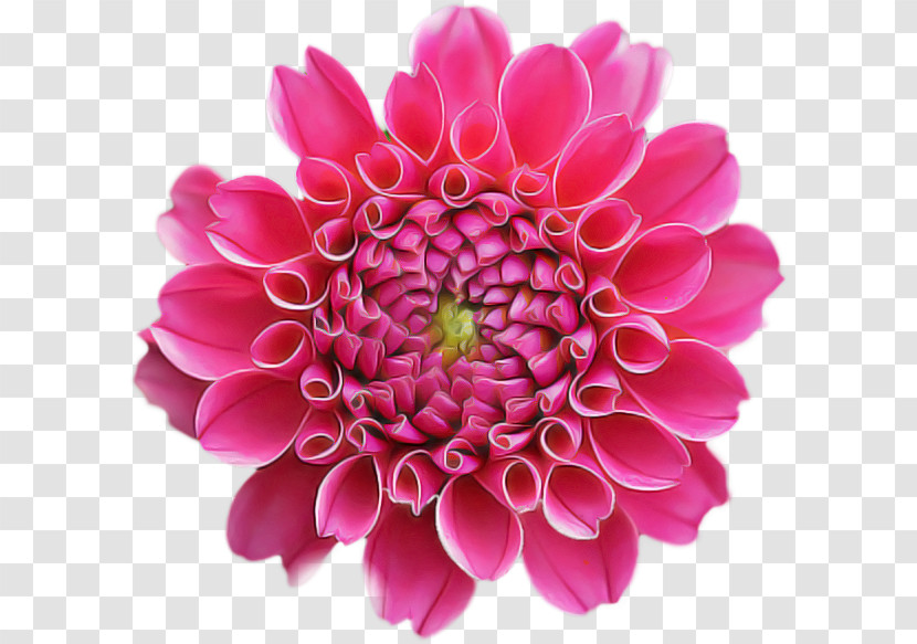 Floral Design Transparent PNG