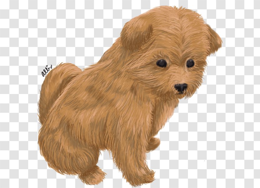 Norwich Terrier Yorkshire Glen Norfolk Australian - Havanese Dog - Puppy Transparent PNG