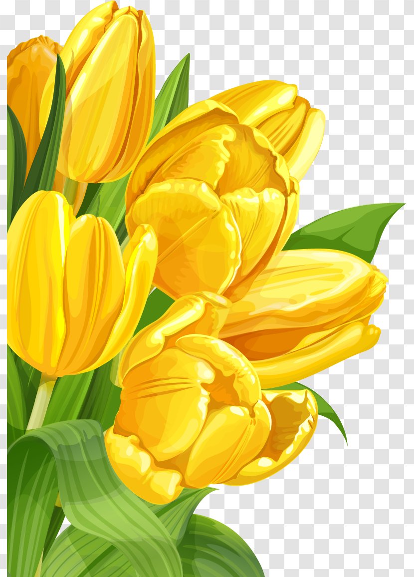 Tulip Yellow Flower - Cut Flowers - Background Transparent PNG