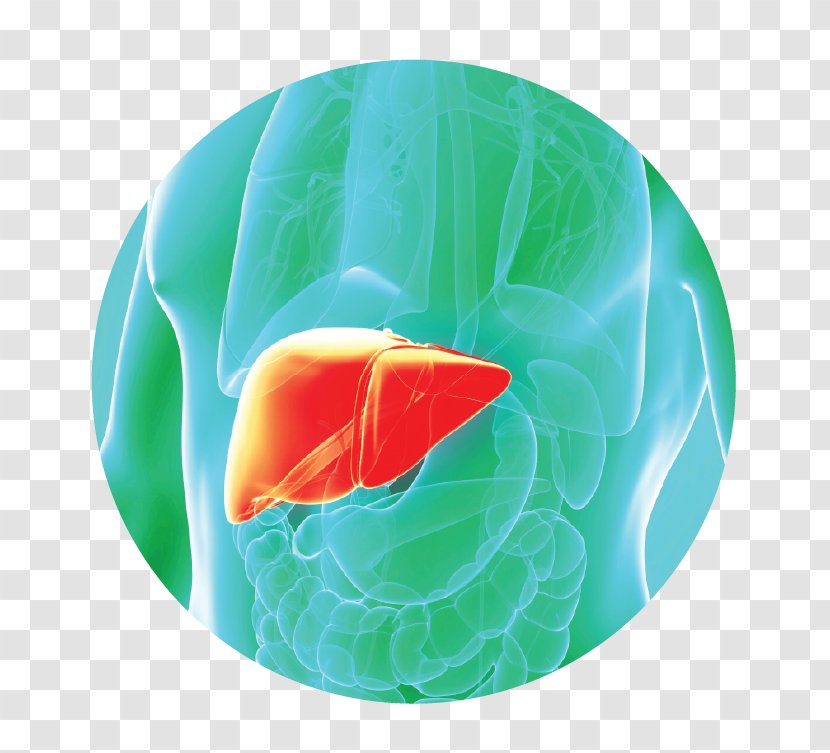 Detoxification Liver Disease Organism - Heart - Gan Transparent PNG