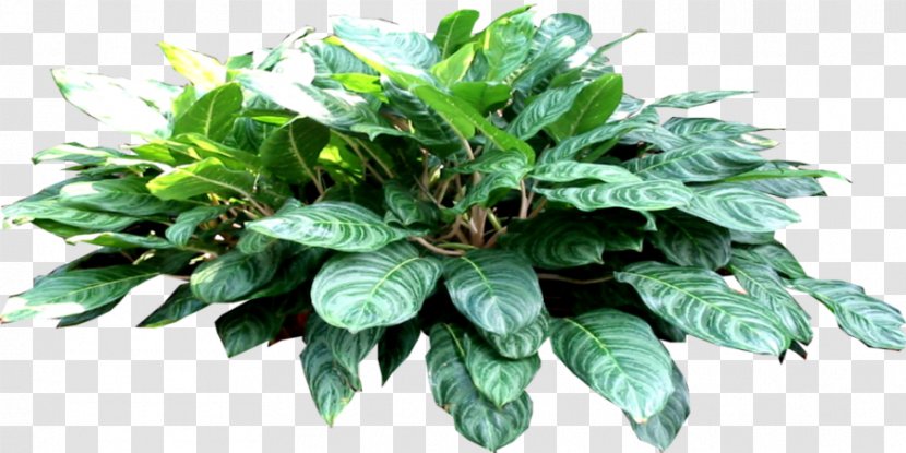 Shiva Water Lilies DeviantArt Spinach - Collard Greens Transparent PNG
