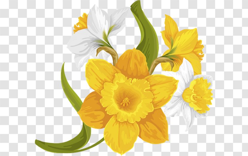 Daffodil Floral Design Cut Flowers Yellow - Narcissus - Flower Transparent PNG