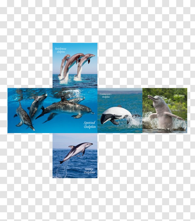 Wholphin Spotted Dolphins Bottlenose Dolphin Cube - Puzzle Transparent PNG
