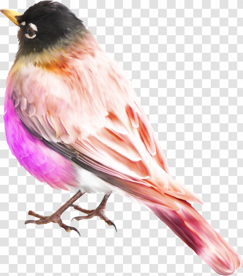 Bird Sparrow - Perching Transparent PNG