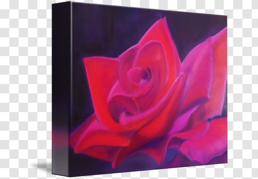 Garden Roses Rosaceae Purple Still Life Photography - Flowering Plant - Rose Leslie Transparent PNG