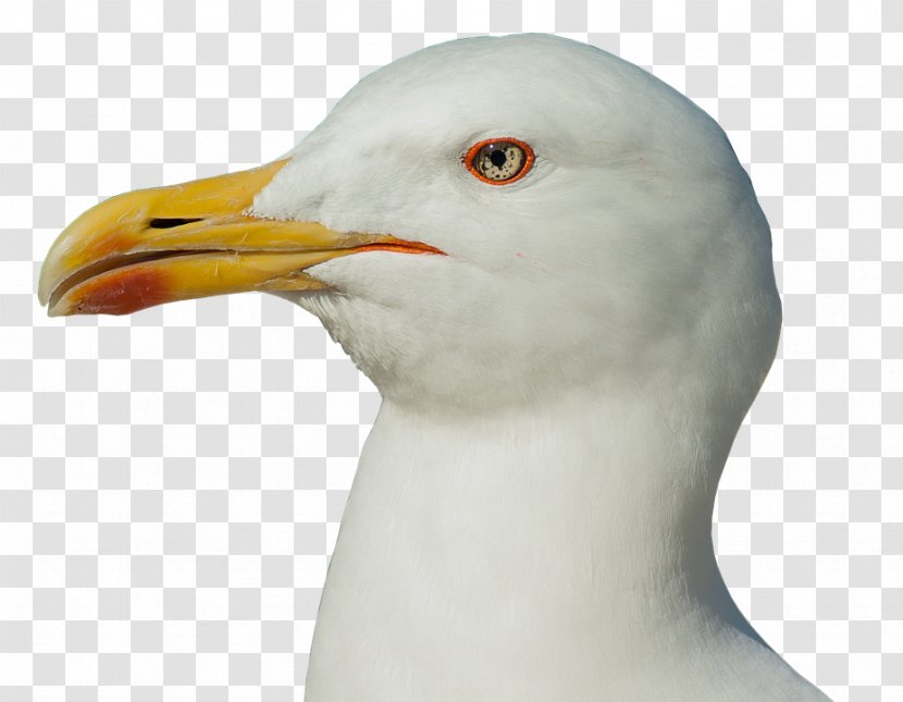 European Herring Gull Gulls Great Black-backed T-shirt Hoodie - Eye Transparent PNG