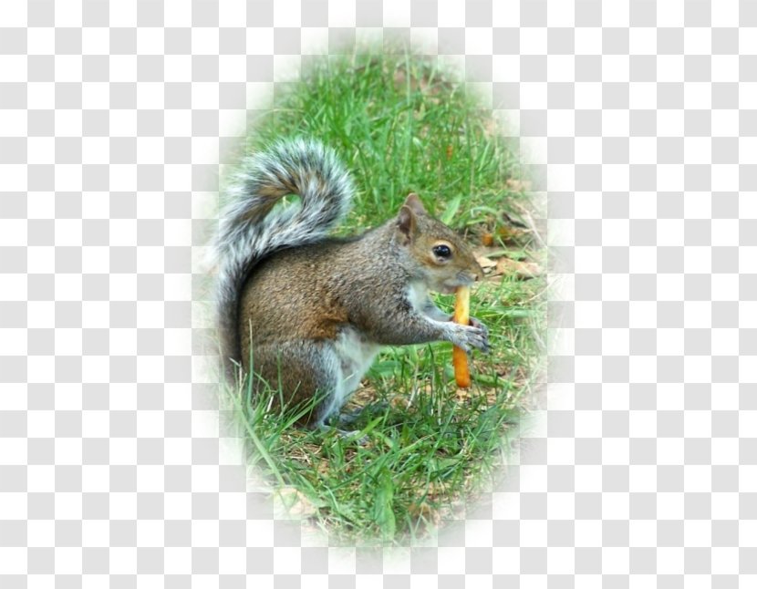 Fox Squirrel Chipmunk Computer Mouse Wildlife - Fauna - Pas De Deux Transparent PNG