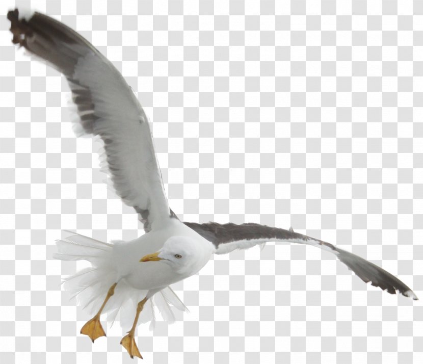 Gulls - Flight - Gull Transparent PNG