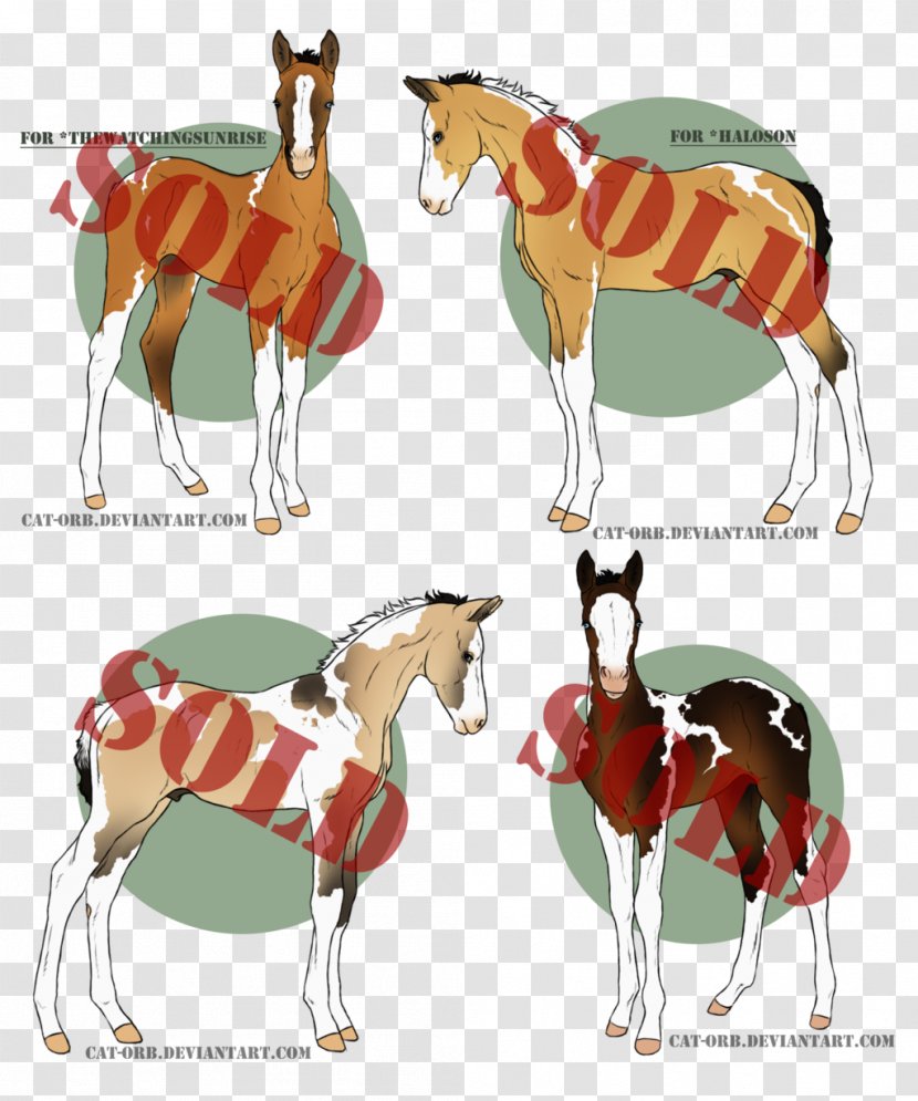 Foal Shagya Arabian Horse Colt Border Collie - Giraffe - Camel Like Mammal Transparent PNG