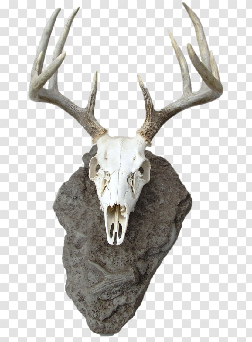 Reindeer White-tailed Deer Skull Mounts Antler - Polyurethane Transparent PNG
