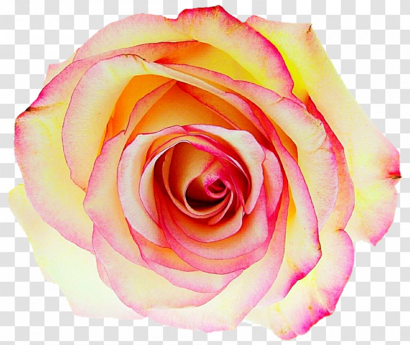 Drawing Garden Roses Centifolia DeviantArt - Rose Order - Jasmin Flower Transparent PNG