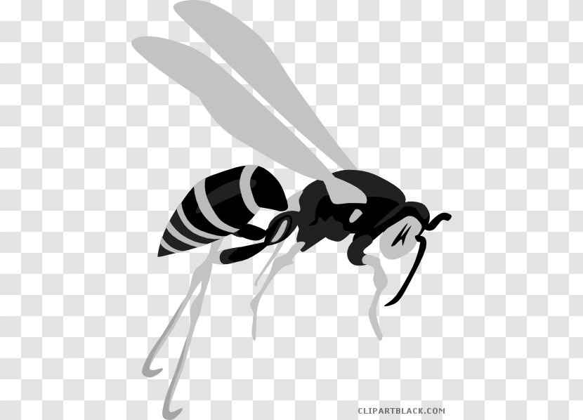 Hornet Clip Art Wasp Insect Bee - Black And White Transparent PNG