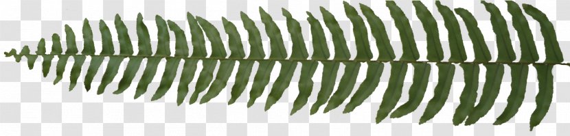 Leaf Flora Plant - Summer - Seaview Transparent PNG