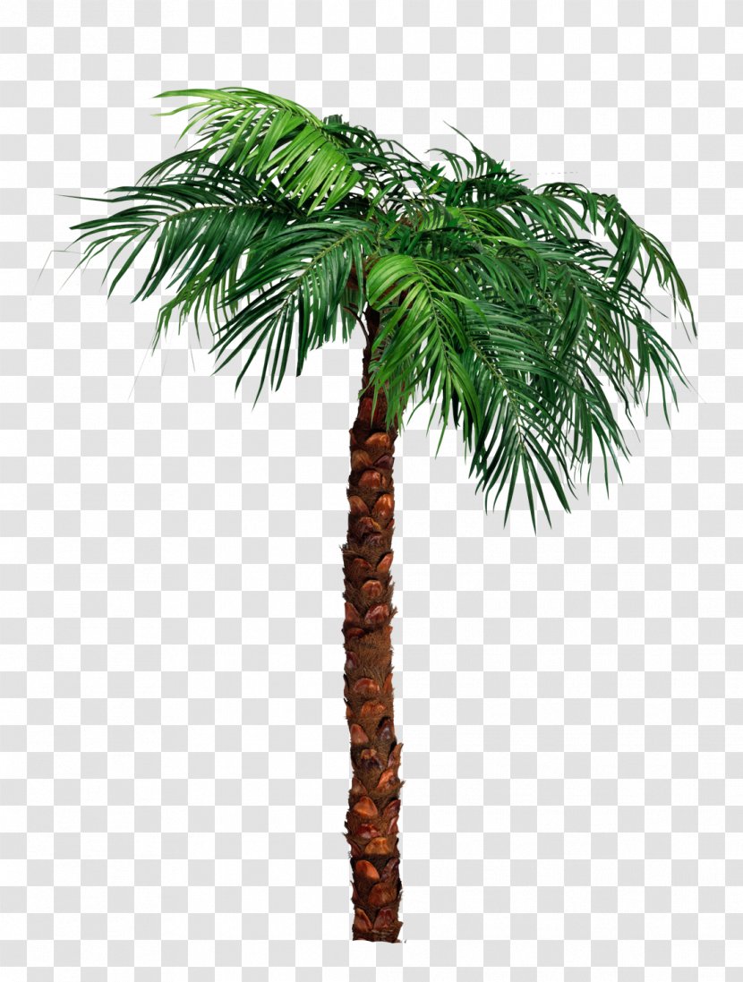 Arecaceae Tree Clip Art - Pine Family - Reggaeton Transparent PNG