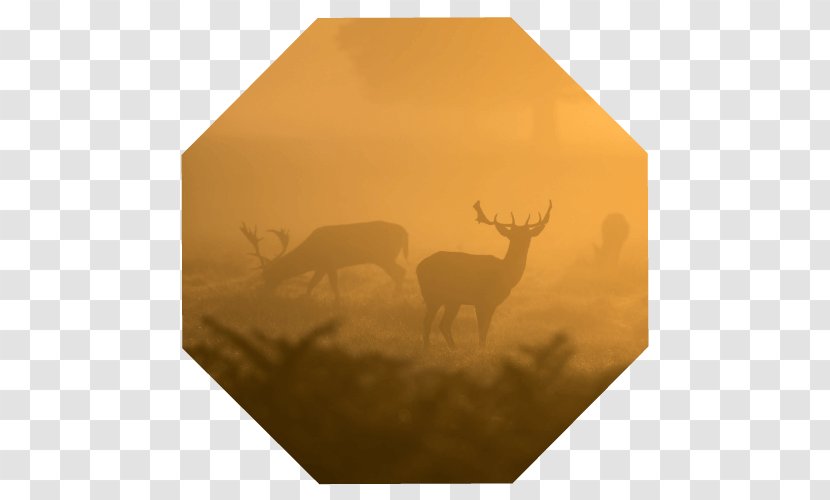 Deer Antler Wildlife Transparent PNG
