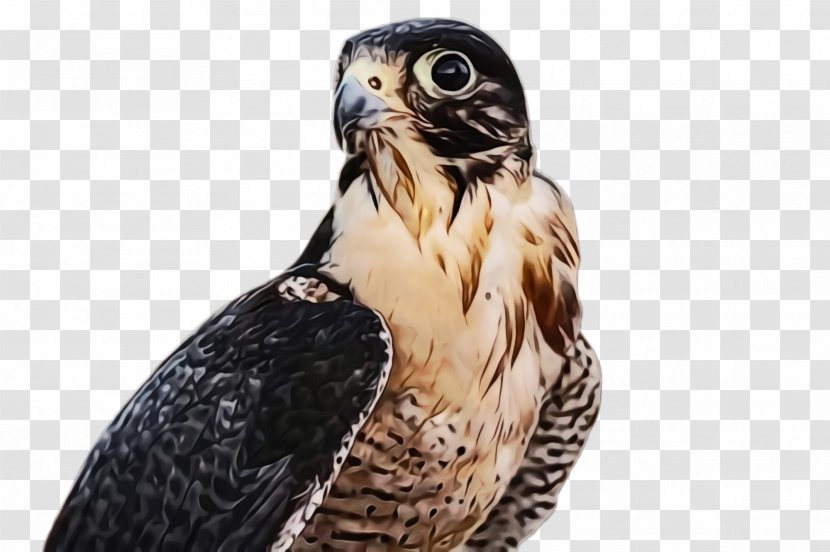 Bird Peregrine Falcon Of Prey Beak Hawk - Kite Sharp Shinned Transparent PNG
